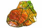 Iridescent Ammolite (Fossil Ammonite Shell) - Alberta, Canada #147465-1